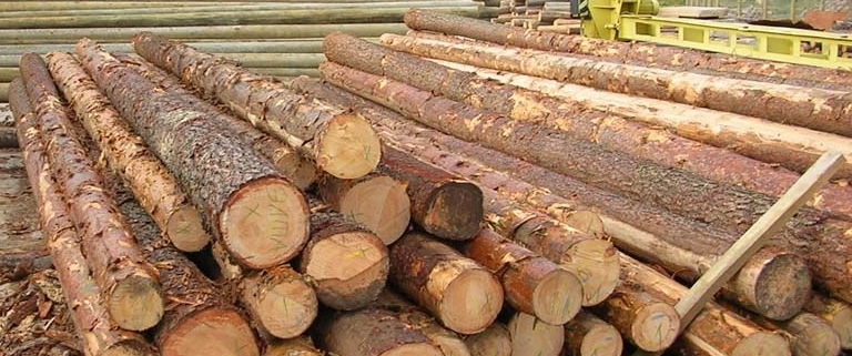 عمده ترین چوب های تولیدی در روسیه