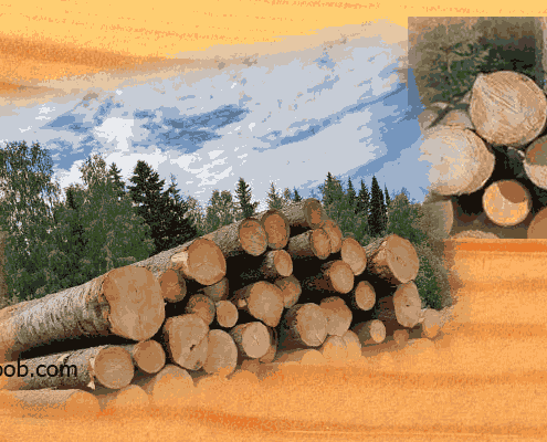 قیمت چوب روسی امروز