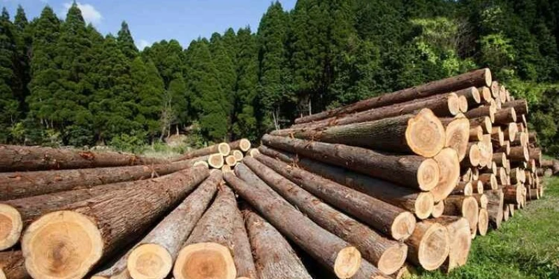 چوب روسی؛ از انواع تا کاربردها و راهنمای خرید