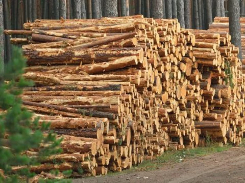 چگونه چوب روسی اصل و باکیفیت را تشخیص دهیم؟