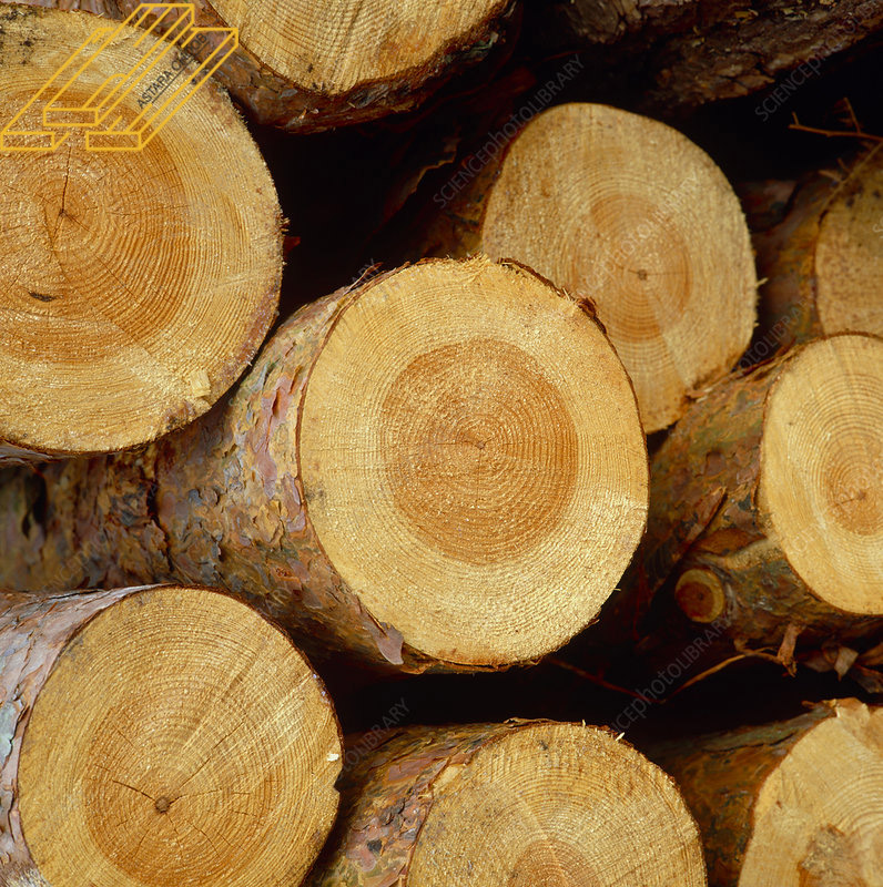 تخته روسی ساسنا 